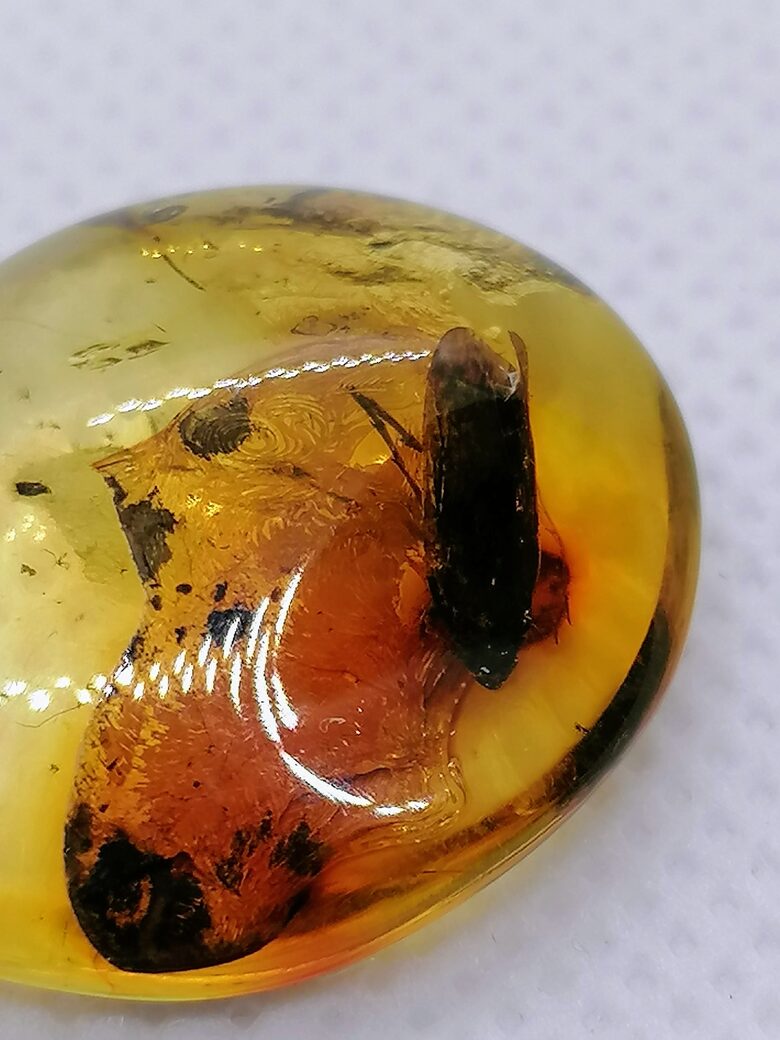 Natural Baltic amber cabochon with inclusion 